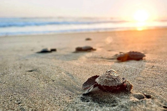 Sea Turtle Sanctuary